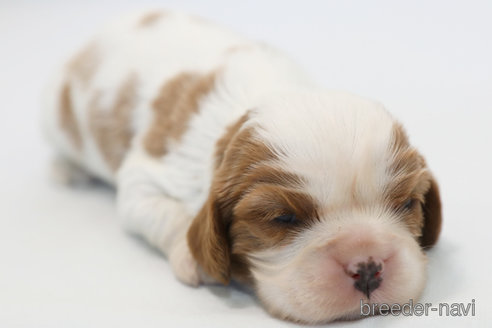 成約済の神奈川県のキャバリアキングチャールズスパニエル-369831の2枚目